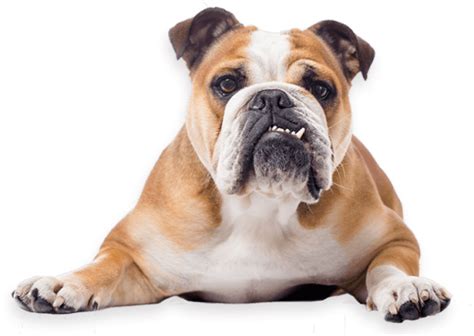 What does pet insurance cover? Cleaning Bulldog Teeth * Baggy Bulldogs