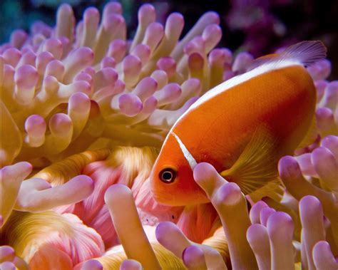 Pink Skunk Clownfish Amphiprion Perideraion W Anemone Saltwater