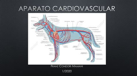 Aparato Circulatorio De Los Animales Franzc AnatomÍa Y FisiologÍa