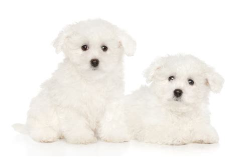 Bichon Frise Puppies On White Background Stock Photo Download Image