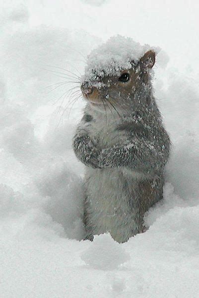 Desktop Backgrounds 4u Winter Scenes Cute Animals