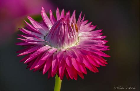 Garten-Strohblume Foto & Bild | pflanzen, pilze & flechten, blüten