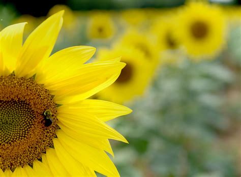 Sunflowers: The garden's late-summer stars - The Washington Post