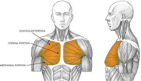 Muscles Of The Torso Labeled Human Anatomy For The Artist The Anterior Torso Peel
