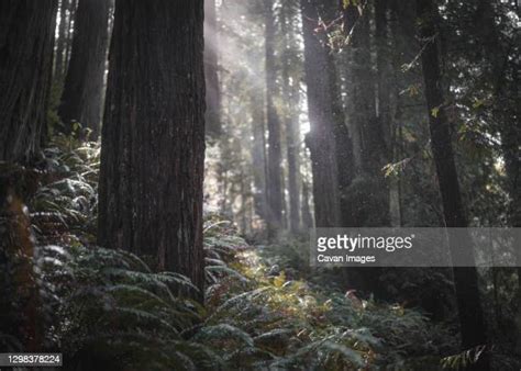 Jurassic Forest Photos And Premium High Res Pictures Getty Images