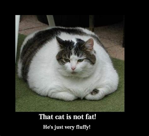 Funny Fat Cat By Pokepaige16 On Deviantart