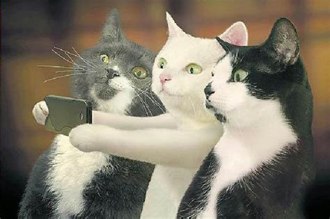 Cat Selfie Calandar Has These Moggies Showing Off Their Camera Skills Daily Star