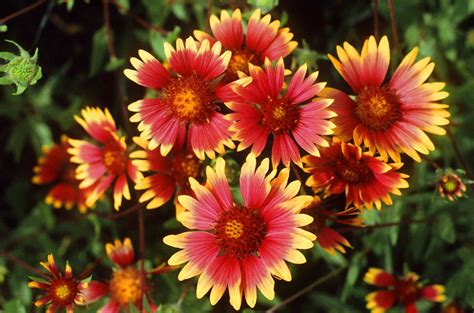 Indian Blanket The Encyclopedia Of Oklahoma History And Culture