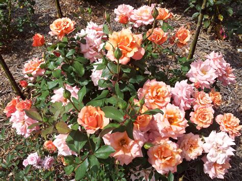 Tuscan Sun Floribunda Rose