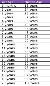 Cat age chart and calculator. cat in human years conversion chart | Cat ages, Cat years ...