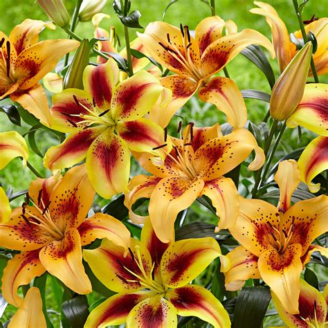 Buy 5x Lilies Lilium Hotel California Viva La Vida Red Orange