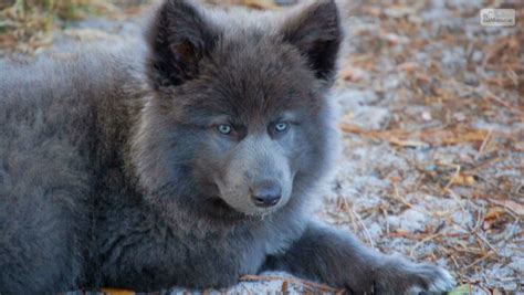 Blue Bay Shepherd Is The Only Blue Wolfdog Right For You