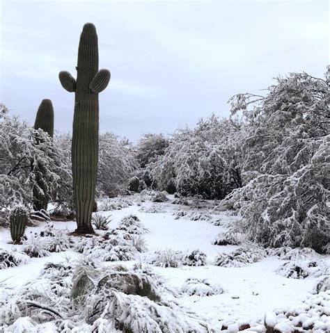 2019 In Tucson And Arizona Starts With Snow