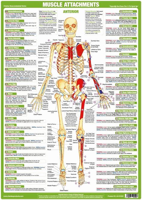 Muscle Anatomy Chart Lovely Muscle Anatomy Charts Set Of 4 Chartex