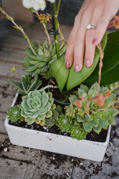 Orchid And Succulent Arrangement In 2020 Zahrada