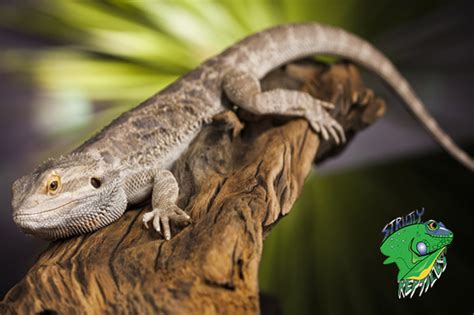 At ae herps and exotics, we work hard to bring you healthy, quality herps and exotic pets in phoenix, az.from snakes to lizards to tarantulas and feeder roaches. Reptile Store - Wholesale Exotic Animals - Strictly Reptiles
