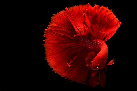 Red Betta Fish · Free Stock Photo