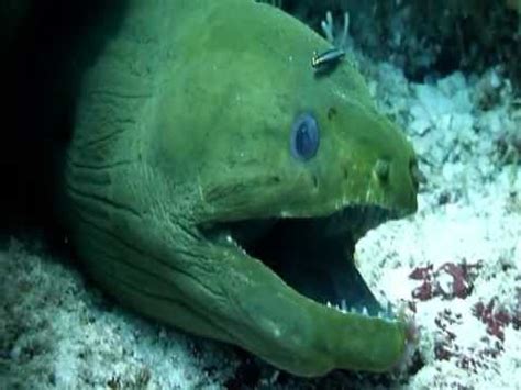 Why do moray eels always look like they are ready to bite? green moray eel biting at me - YouTube