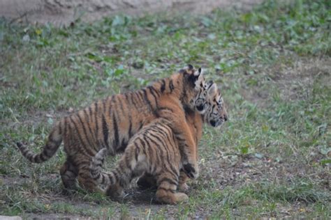 Tiger Babies Picture Of Columbus Zoo Powell Tripadvisor