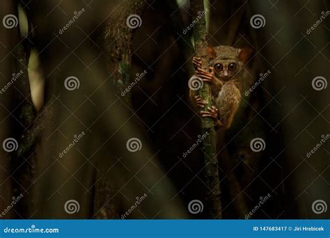 Spectral Tarsier Tarsius Portrait Of Rare Endemic Nocturnal Mammal