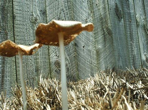 Shrooms Id Springfield Missouri Mushroom Hunting And Identification