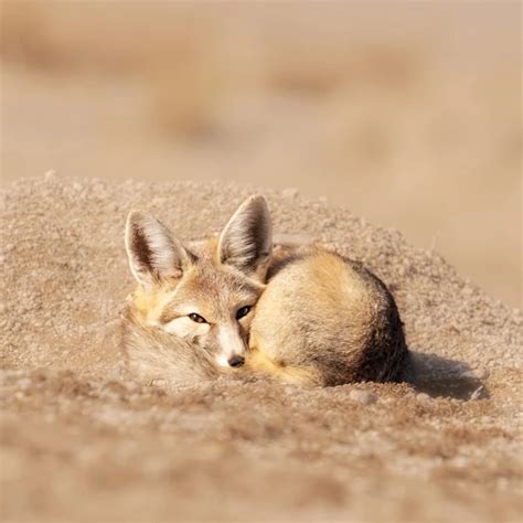 Kit Fox Facts Diet Habitat And Pictures On Animaliabio