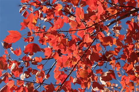 Red Leaves Blue Sky Photograph By Rosanne Jordan Fine Art America