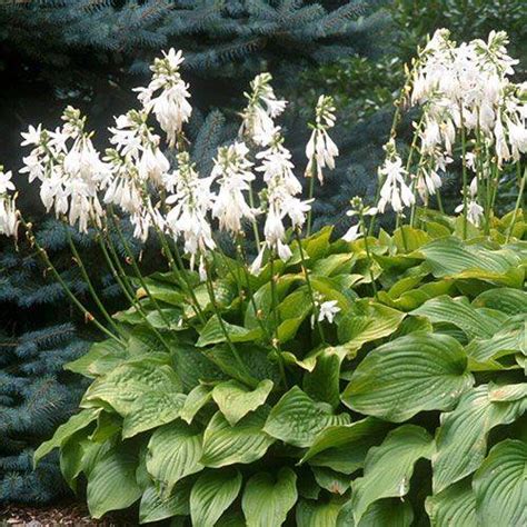 Funkia Royal Standard Hosta Albamar