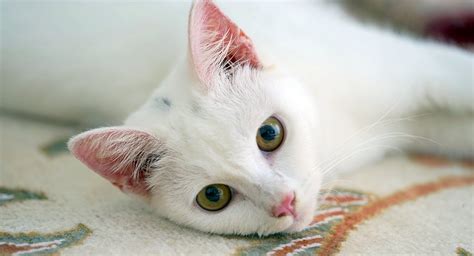 Datos De Los Gatos Blancos Ocho Razones Por Las Que Todos Los Gatos
