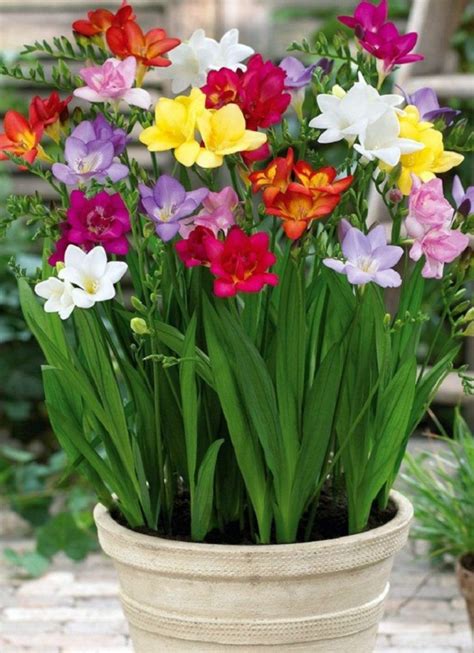13 Most Fragrant Flowers Freesia Bulb Flowers Spring Flowering