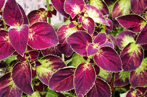 Coleus Plant Easy To Grow Houseplants With Vibrant Leaves Gardening