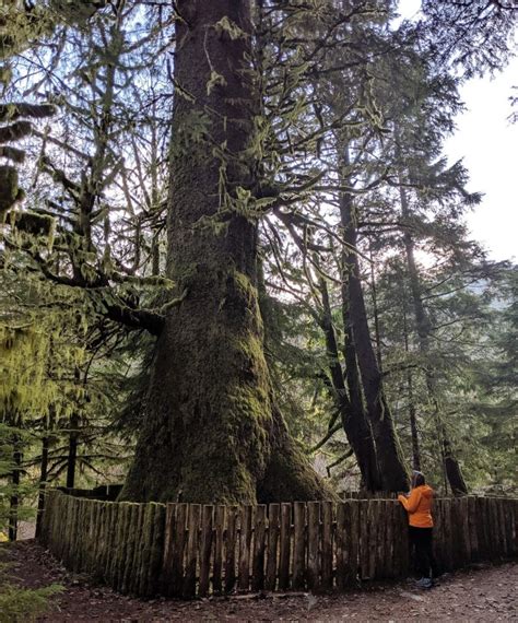 Where To Find Big Trees On Vancouver Island British Columbia Big Tree