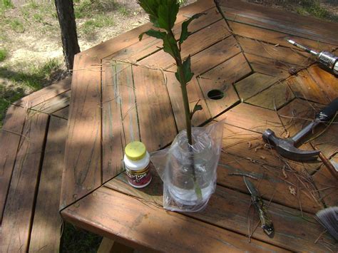 Maybe you would like to learn more about one of these? Tom'sGarden: Rooting a Hibiscus Cutting
