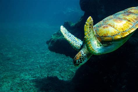 400 Free Sea Turtle And Turtle Photos Pixabay