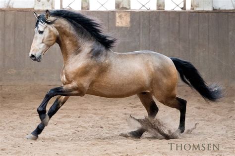 Pin by Brenda Finch on Horses | Buckskin horse, Majestic ...