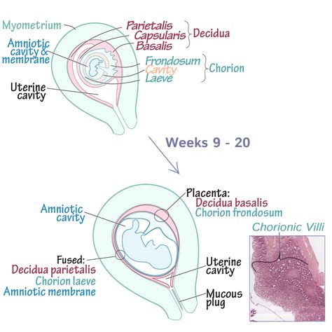 Embryology Glossary Placenta Development And Pathologies Ditki Medical