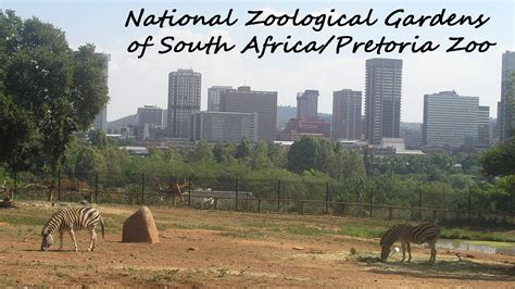 Trip To The National Zoological Gardens Of South Africapretoria Zoo