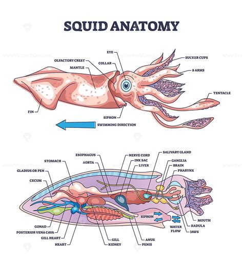 Squid Anatomy And Underwater Creature Inner Parts Structure Outline