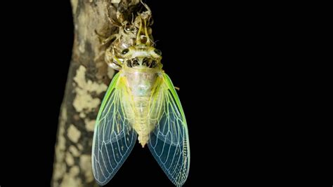 Das bekannte deep web rätsel cicada 3301 soll angeblich von geheimorganisationen geleitet werden, um kompetente personen zu rekrutieren. Emergence of Cicadas. from First Stock Footage Video (100% ...