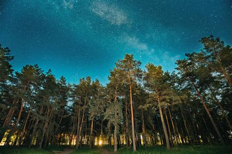 Green Trees Woods In Park Under Night Starry Sky With