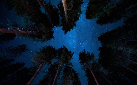 Download Wallpaper 1680x1050 Starry Night Nature Sky Trees 1610