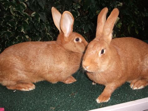 White, red, black, blue, and broken. Two Pure Bred Red New Zealand Giant Rabbits Female ...