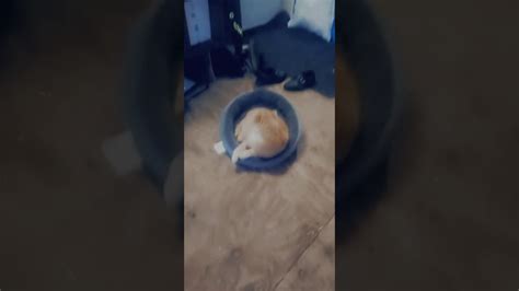 Cat Steals Dogs Bed Youtube