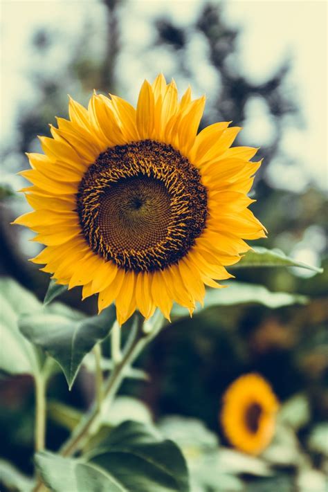 Aesthetic Sunflower Hd Wallpapers Wallpaper Cave