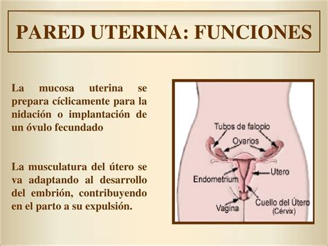 Ppt AnatomÍa Y FisiologÍa Del Aparato Reproductor Femenino Powerpoint