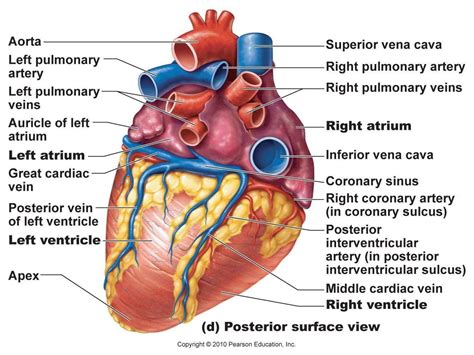 Heart Labeled Cardiac Anatomy Heart Arteries Human Heart Anatomy