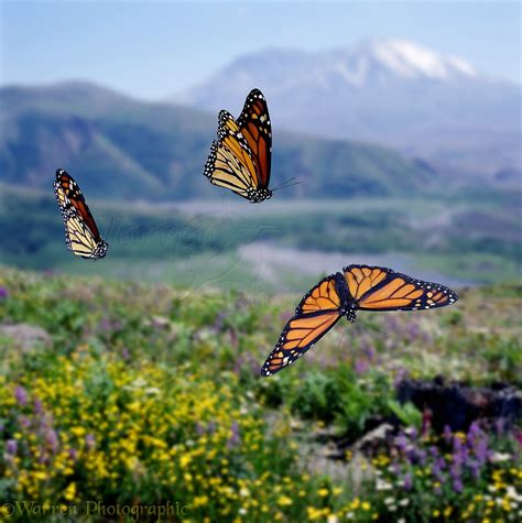 Monarch Butterflies At Mt St Helens Photo WP