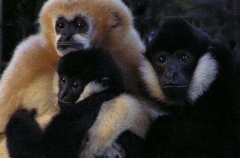 Only 25 Hainan Gibbons Remain What Next For The Worlds Rarest Primate
