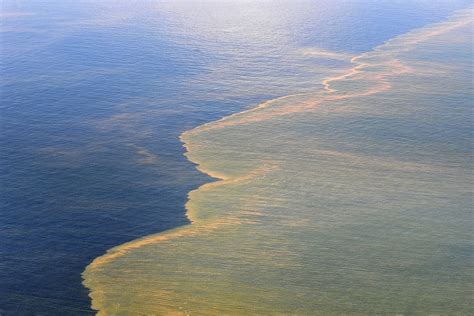 Deepwater Horizon Oil Spill Gulf Of Mexico