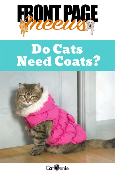 Do Cats Get Cold Outside Care About Cats
